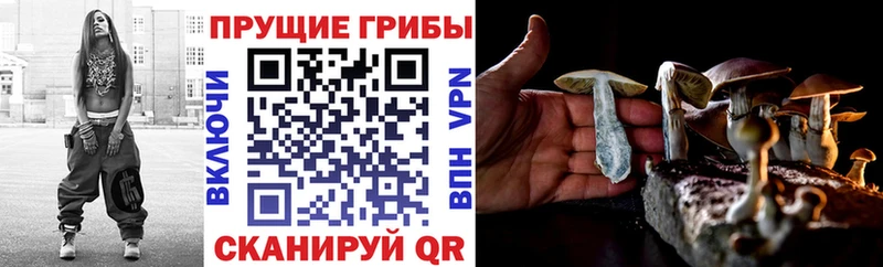 купить   Артём  Галлюциногенные грибы Cubensis 